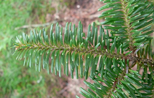 {Abies fraseri}